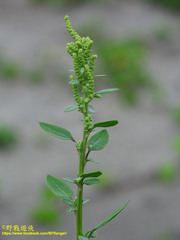 Chenopodium acuminatum virgatum