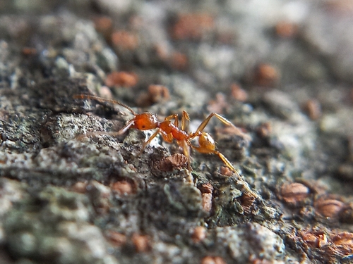 Pheidole roberti