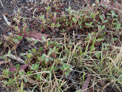 Portulaca oleracea