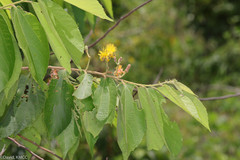 Image of Grewia sambiranensis