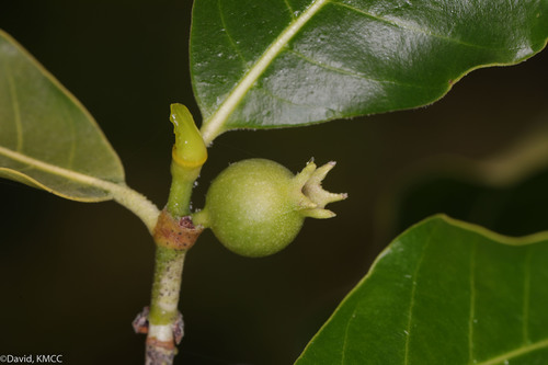 Gardenia rutenbergiana