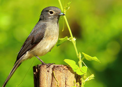 Melaenornis fischeri