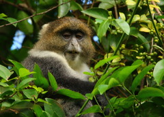 Cercopithecus mitis kolbi