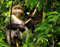 Cercopithecus mitis kolbi