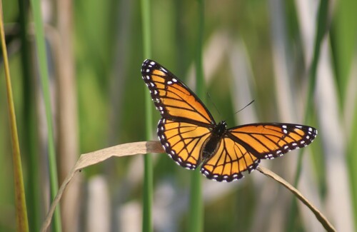 Viceroy
