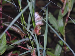 Dendropsophus nanus