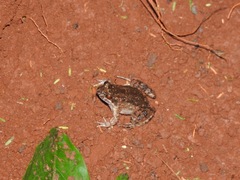 Leptodactylus podicipinus