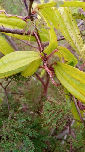 Dioscorea analalavensis image