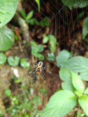 Alpaida grayi