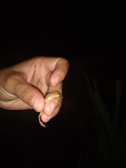 Dendropsophus nanus