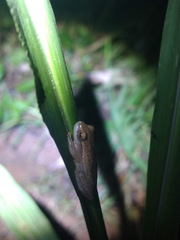 Dendropsophus nanus