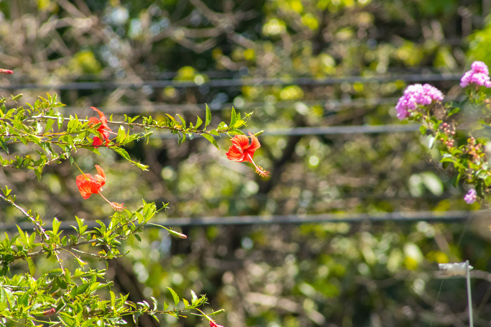 Hibiscus archeri