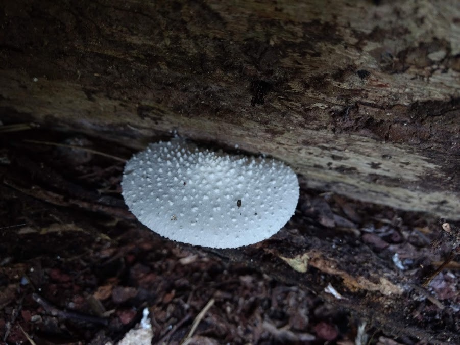 Leucocoprinus cretaceus · October 2018 · photo: © dianafr (iNaturalist, cc-by-nc)