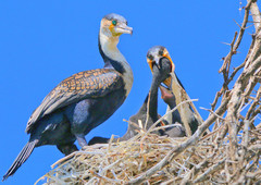 Phalacrocorax carbo lucidus