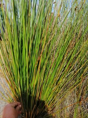 Juncus edgariae