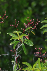 Dichaetanthera
