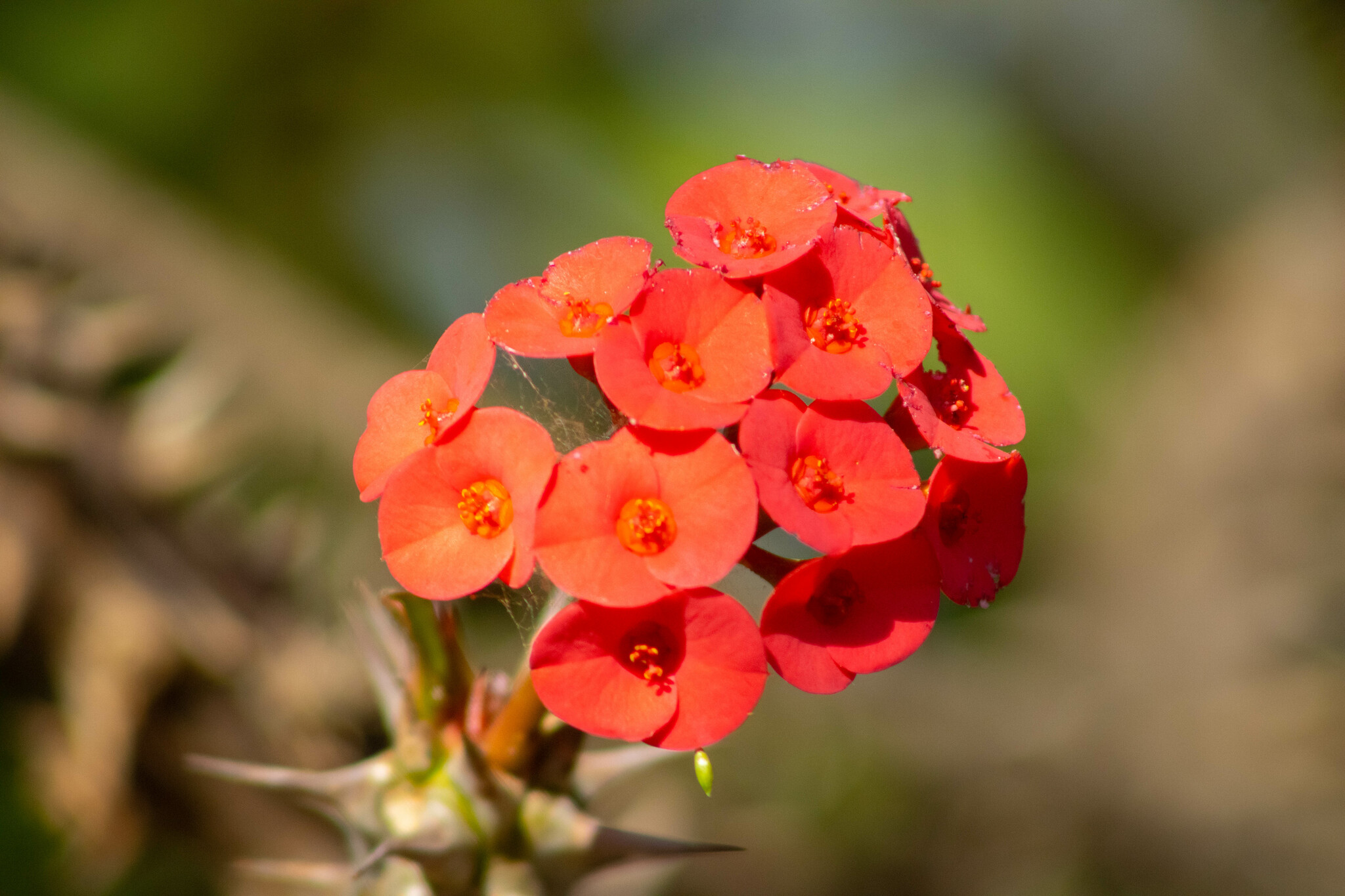 crown-of-thorns (Euphorbia milii) · iNaturalist