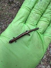 Plethodon cinereus image