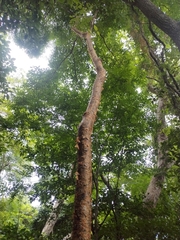 Bursera simaruba image