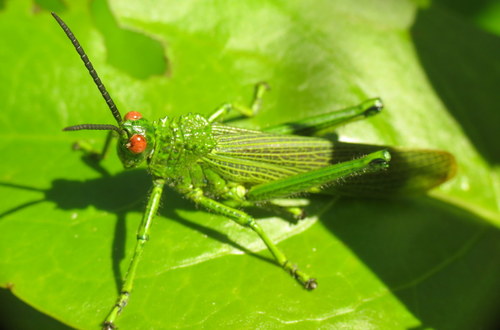 Phyteumas purpurascens