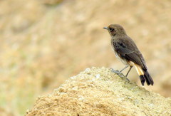 Oenanthe lugubris schalowi