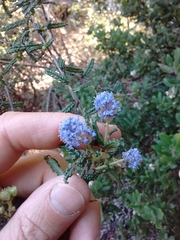 Ceanothus papillosus roweanus