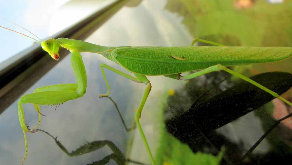 Sphodromantis centralis