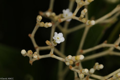 Stephanostegia hildebrandtii image