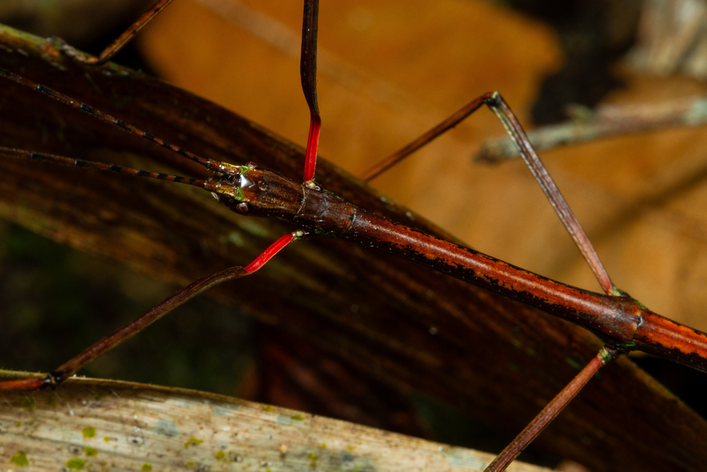 stick insect