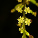 Dioscorea maciba - Photo (c) David Rabehevitra, algunos derechos reservados (CC BY-NC), subido por David Rabehevitra