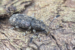 Eucorynus crassicornis