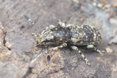 Eucorynus crassicornis