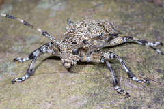 Coptops leucostictica