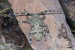 Coptops leucostictica