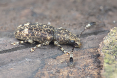 Eucorynus crassicornis