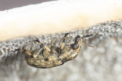 Euparius