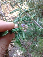 Ceanothus papillosus roweanus