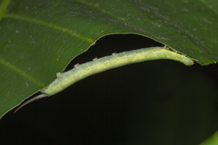 Enpinanga borneensis