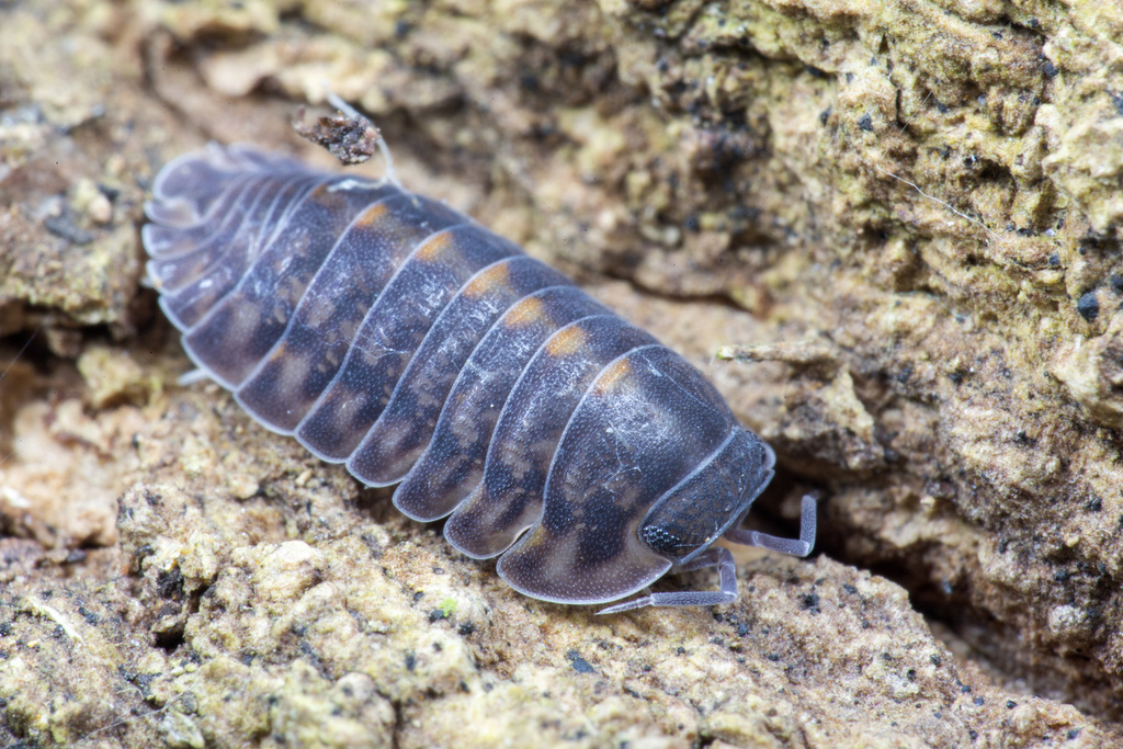 Tropical and Southern Pill Woodlice