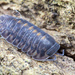 Tropical Pill Woodlice - Photo (c) budak, some rights reserved (CC BY-NC), uploaded by budak