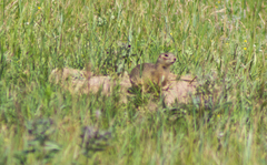 Spermophilus erythrogenys