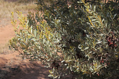 Acacia argyrophylla