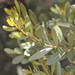 Acacia argyrophylla - Photo (c) Geoffrey Cox, osa oikeuksista pidätetään (CC BY-NC), lähettänyt Geoffrey Cox