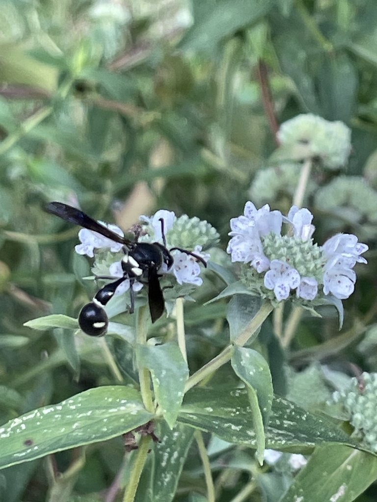 Winged and Once-winged Insects from Reedville Ave, Glen Allen, VA, US ...