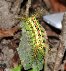 Phocoderma velutina