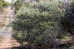 Acacia argyrophylla