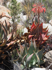 Aloe comptonii