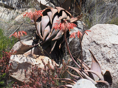 Aloe comptonii