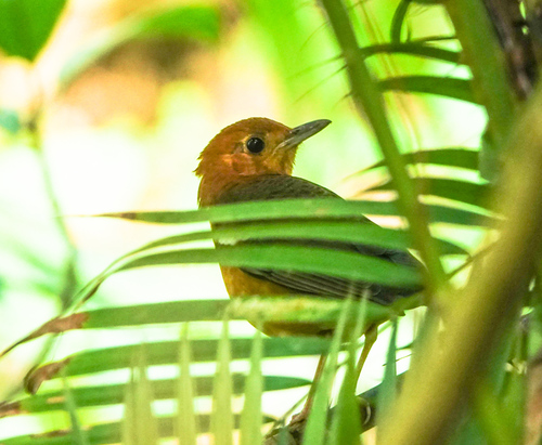 Orange-headed Thrush (Geokichla citrina), photo 5