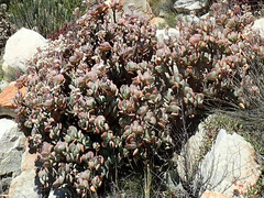 Crassula arborescens arborescens